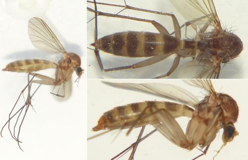 Réf. 297 720 : Rymosia sp.